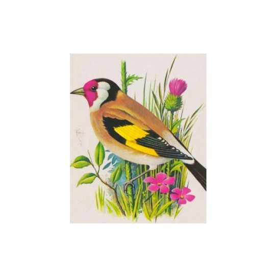 YCEE-paint by number